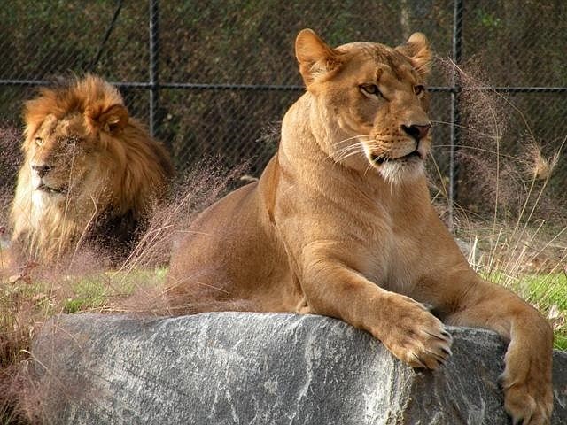 Safety steps will protect both the zoo's visitors and the animals.