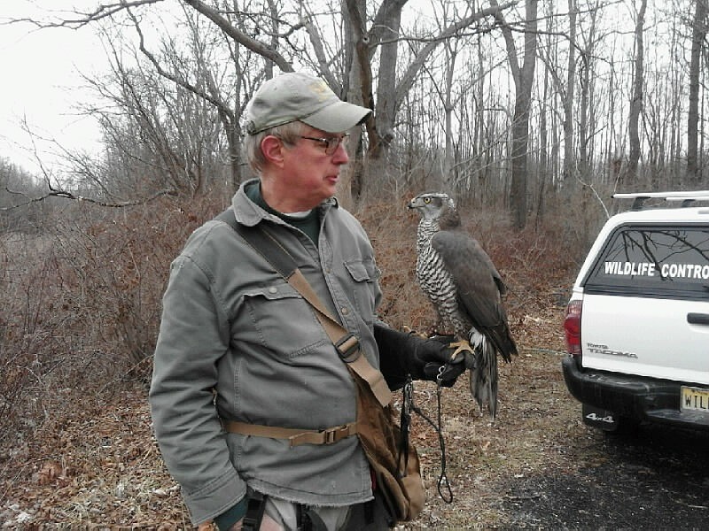 Joe Kosakowski, owner of Wildlife Control Specialists LLC, will use his raptors to drive away Ocean City's pesky seagulls this summer. (Photo courtesy of Joe Kosakowski)