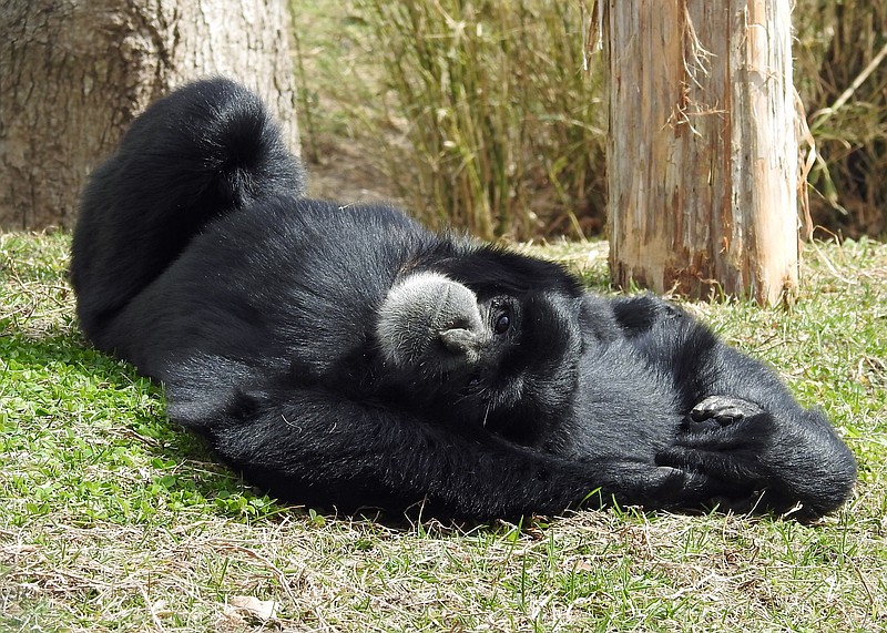 Zoo animals have been receiving top care from the staffers during the facility's closure for the coronavirus pandemic.