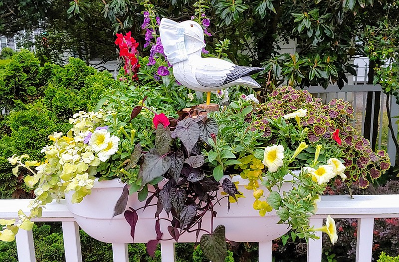 Kay Reilly of Ocean City shared a photo of a “socially correct” seagull in her vibrant window box planter. (Photos courtesy of Ocean City public information office)