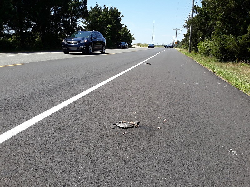 Crushed terrapins are along the shoulder of Bay Avenue on the Ocean City side of the Corson's Inlet Bridge.