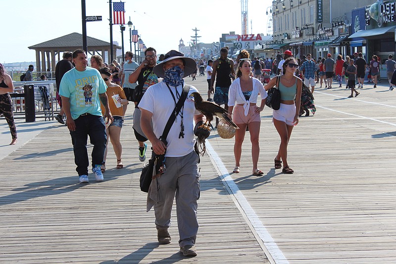 Falconer P.J. Simonis  gets a raptor ready to patrol the skis and scare away seagulls on Fourth of July weekend. (Photo courtesy Ocean City spokesman Doug Bergen)