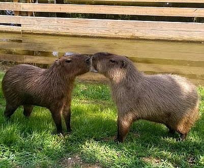 These two capybaras are the latest couple at the zoo. (Photo courtesy Cape May County)