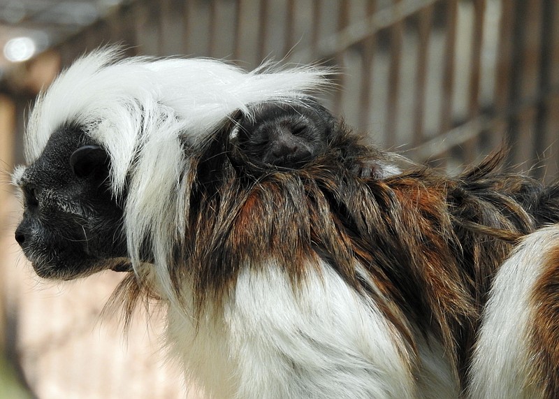 Zoo baby tamarin and the mother. (Photo courtesy Cape May County Parks and Zoo)