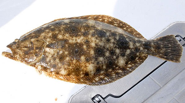 Summer Flounder