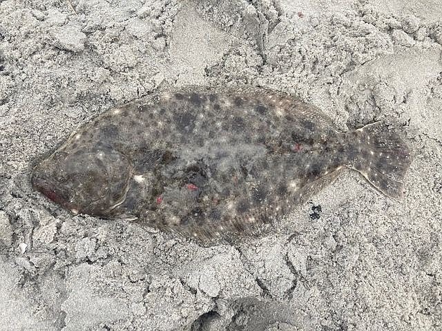 Flounder