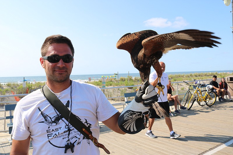 Seth Rowe, of East Coast Falcons, handles a hawk named Chip, one of the raptors being used to scare the seagulls.