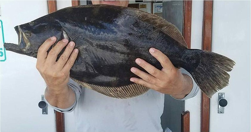 Flounder