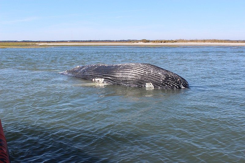 U.S. Coast Guard put a tracker tag on the carcass to locate it should currents lift it out of the sediment below.