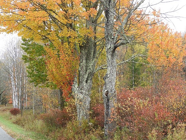 "Pastel Autumn" by Patricia Allen, of Galloway Township, one of the photographers featured in the exhibit.