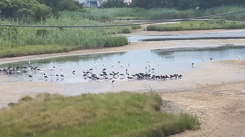 The Ocean City Environmental Commission will begin offering nature-book tours to highlight the bird sanctuary.