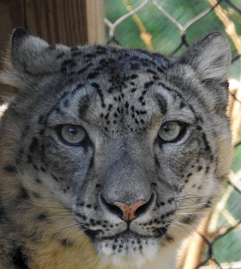 Maliha, a female snow leopard, is the latest addition at the Cape May County Zoo. (Courtesy of Cape May County Zoo)