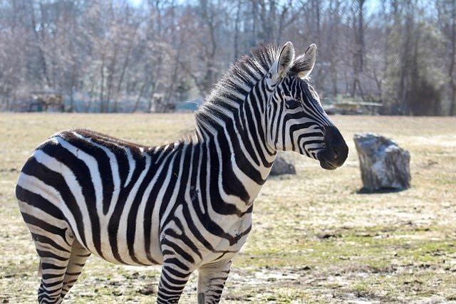 Visitors to the Cape May County Zoo have a new zebra to see -- "Lydia." (Photo courtesy of Cape May County Zoo)