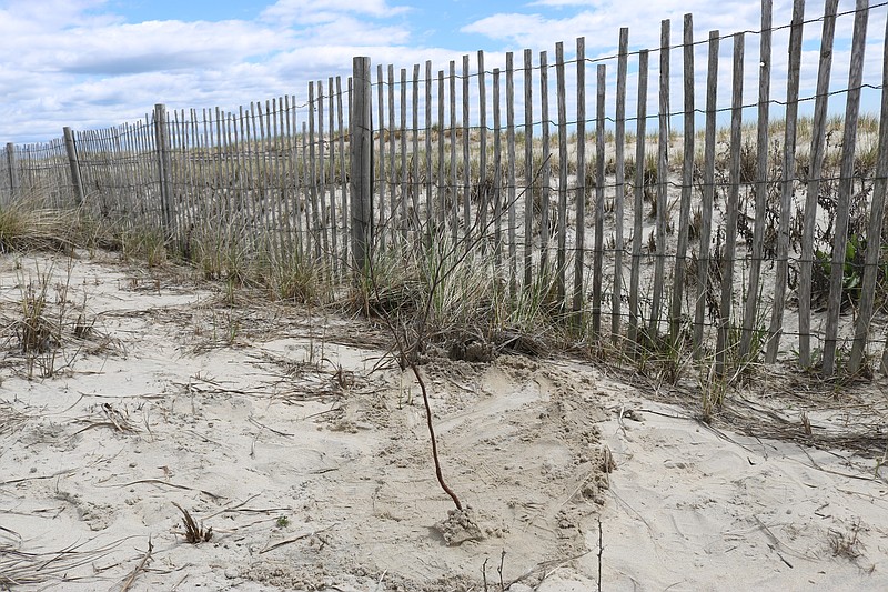 When the beach plums mature they will help the dunes provide a protective barrier against coastal storms.