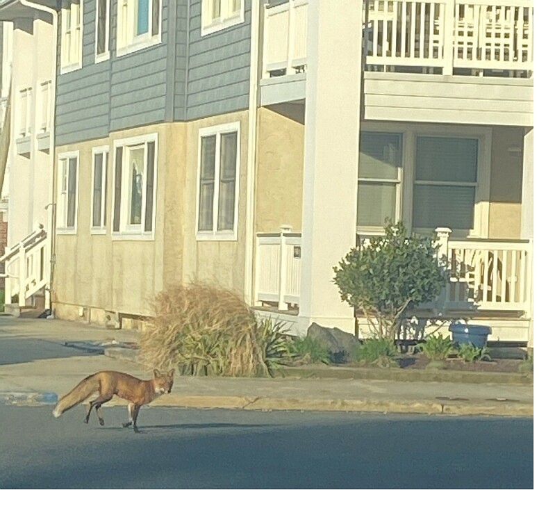 A fox runs down a street in Ocean City.