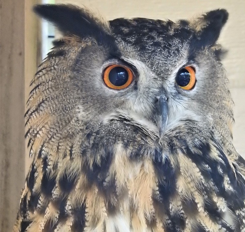 Eurasian Eagle Owls are the largest owl in the world. (Photo courtesy of Cape May County Zoo)