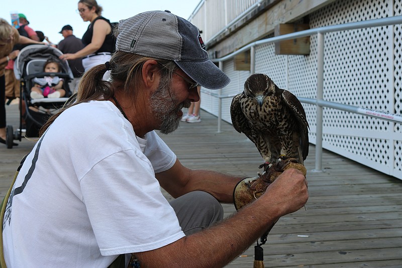 East Coast Falcons owner Erik Swanson is shown holding one of his falcons on the Boardwalk in 2021.