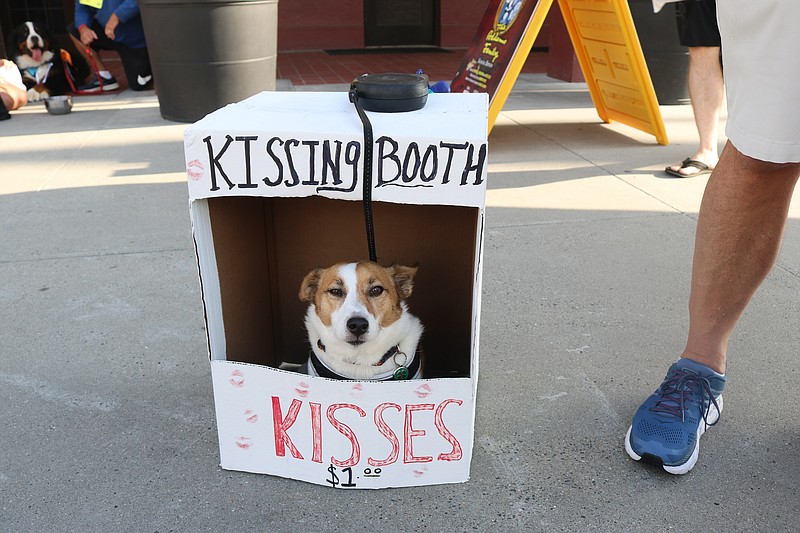 Finnegan, a Jack Russell, owned by Rich Wigginton, of Ocean City, decides to do the parade his own way, fixed at a kissing booth at the Music Pier.