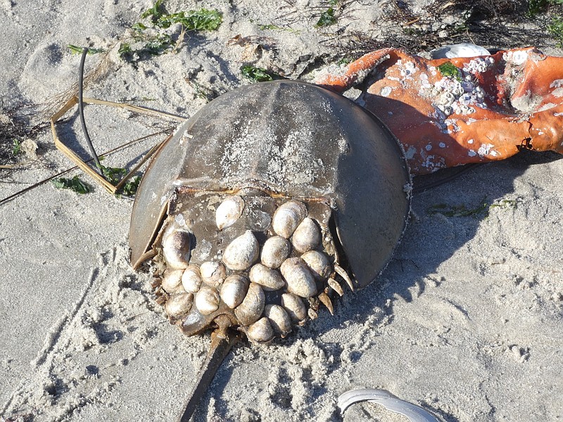 A closeup of a horseshoe crab with shells attached to it.