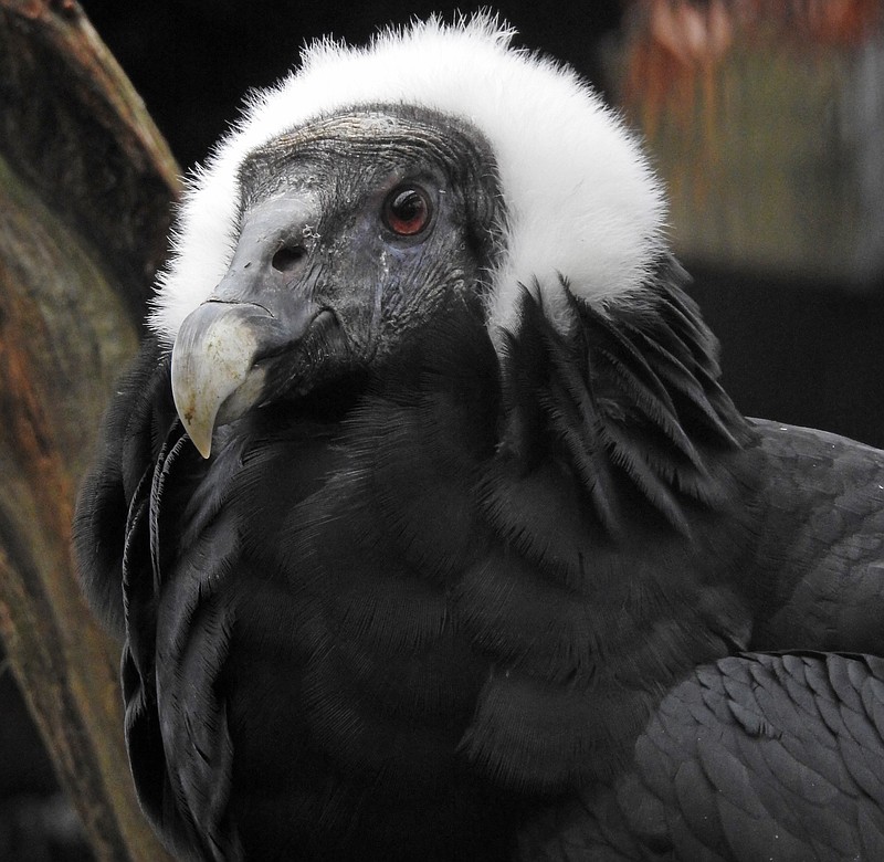 Stop by the Cape May County Zoo to meet Princess, an Andean condor. (Photo courtesy of Cape May County)