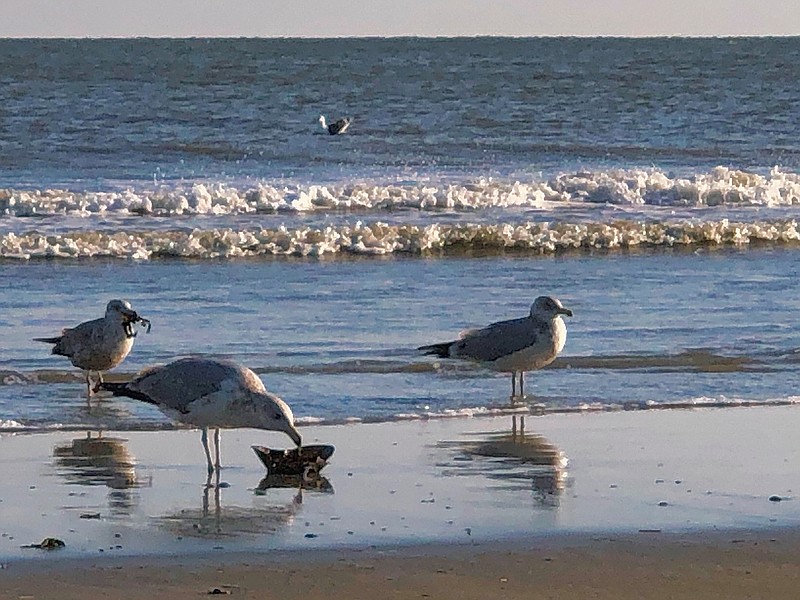 Gulls feast on horseshoe crabs in Ventnor. (Photo courtesy of Ian Jaworowsk)