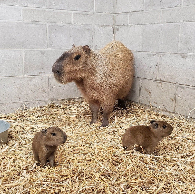 Join in Earth Day at the zoo April 22. (Photo courtesy of Cape May County Zoo)