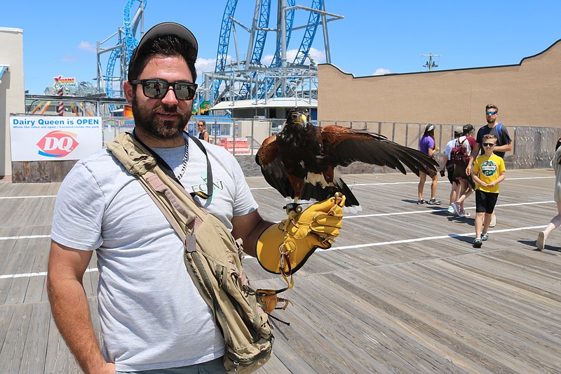 Falconer Seth Rowe with Karen, a Harris's hawk.