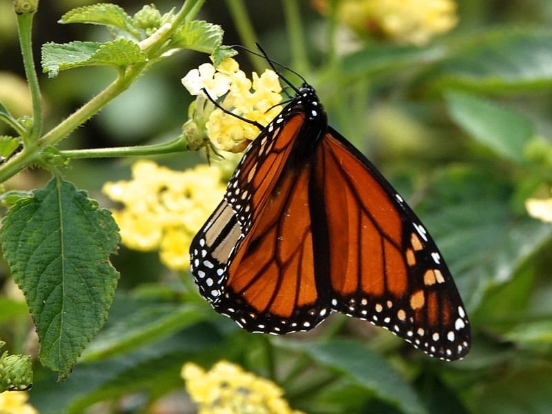 The monarch butterfly. (Photo courtesy of the New Jersey Audubon Society)