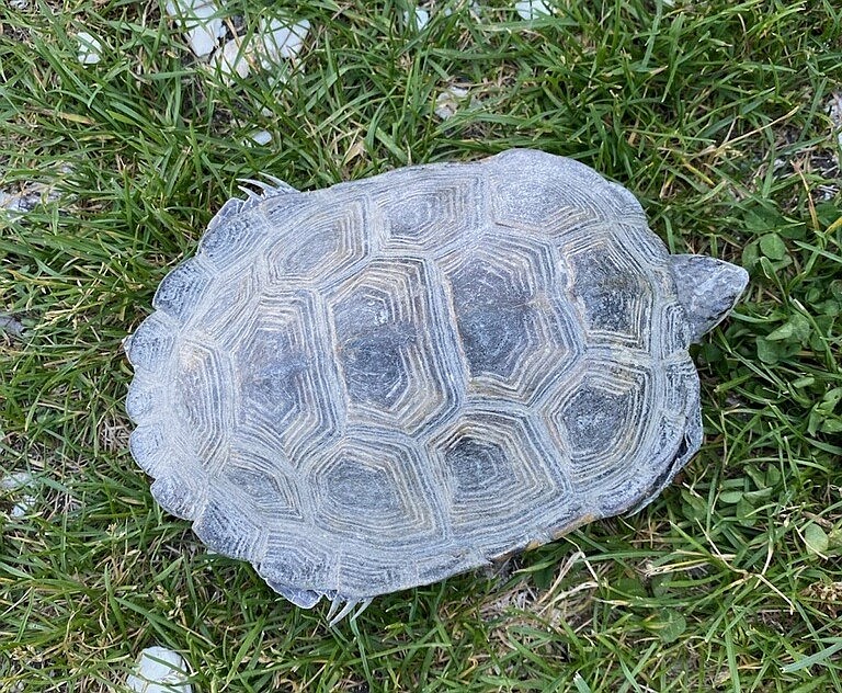 This is the turtle discovered at the Wetlands Institute Sunday. (Photo courtesy of Devin Griffiths)