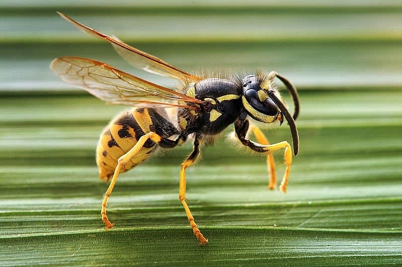 Wasps are a common pest, and their sting is extremely painful.