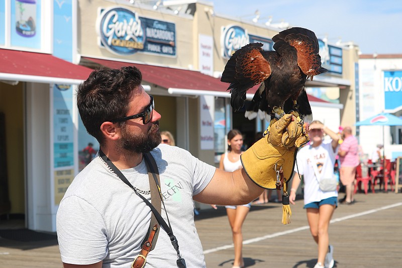 Falconer Seth Rowe, of East Coast Falcons, is shown with his Harris's hawk, Karen, on gull patrol in Ocean City over the busy Labor Day weekend in 2022. 