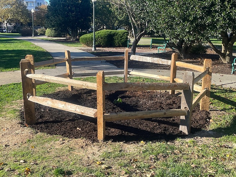 A seedling from one of the oldest and largest trees in New Jersey is newly planted in Veterans Memorial Park in Ocean City. (Photo courtesy of Ocean City)