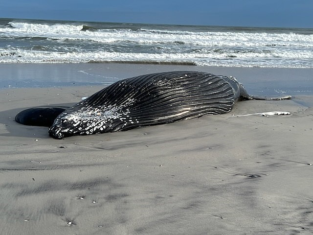 This humpback whale washed up in Brigantine in early January. (Photo courtesy of Robin Shaffer)