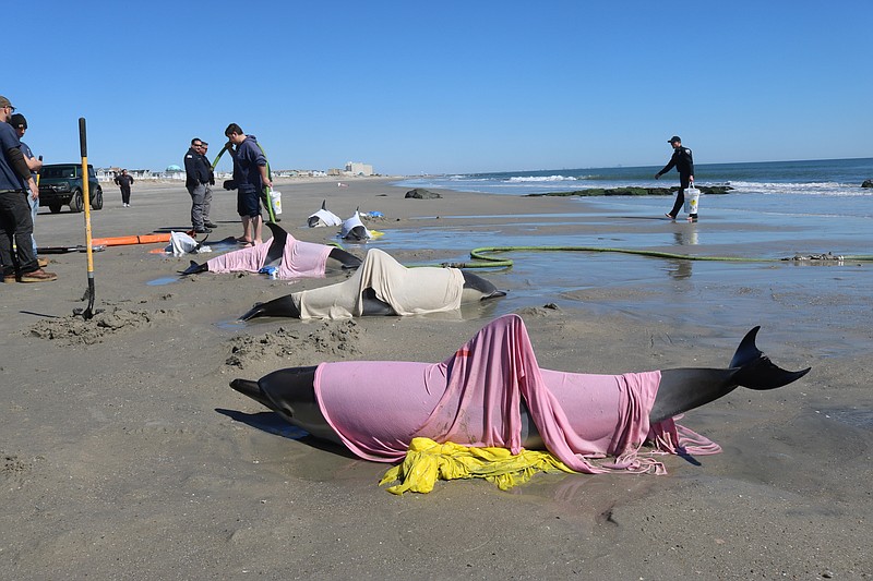 Stranded dolphins are covered with wet wraps to keep their skin moist during the rescue effort.