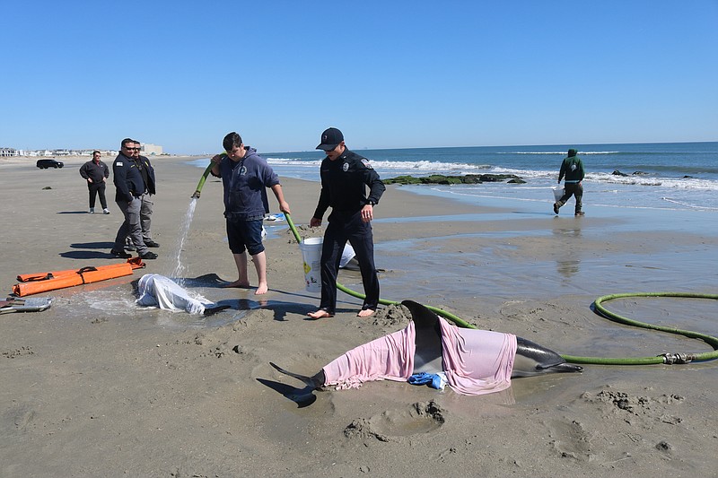 First responders spray seawater on the beached dolphins in Sea Isle City in an effort to keep them alive.