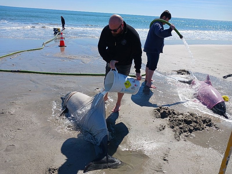 Workers continue to keep dolphins moist while awaiting Marine Mammal Stranding Center representatives.