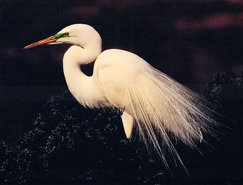 Artist Richard Gess' winning 2022 entry, "Ocean City's Great Egret." (Photo courtesy of O.C. Arts Center)