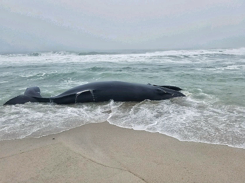 This dead humpback whale washed ashore in Seaside Park in March. (Photo courtesy of Marine Mammal Stranding Center)