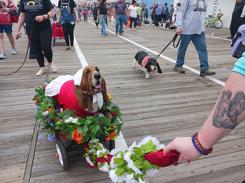 The Doo Dah parade features pooches in costumes in the zany event each year. 