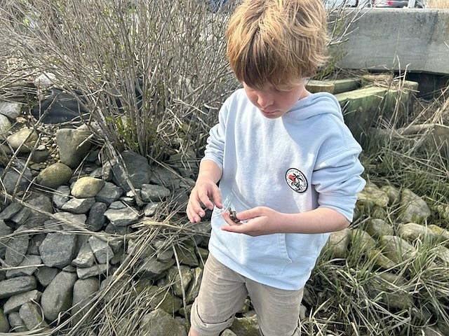 Owen Hoffman, 8, of Ocean City, looks at one of the tiny terrapins he saved before releasing it into the tall grasses by the bay. (Photos courtesy of the Hoffman family)