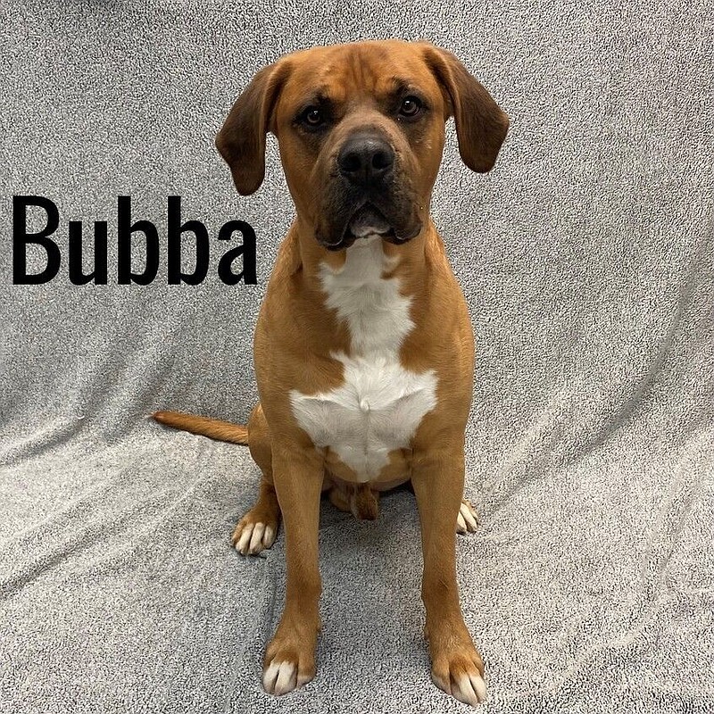 Bubba is one of the dogs at the Atlantic County Animal Shelter looking for a new home. (Courtesy of Atlantic County)