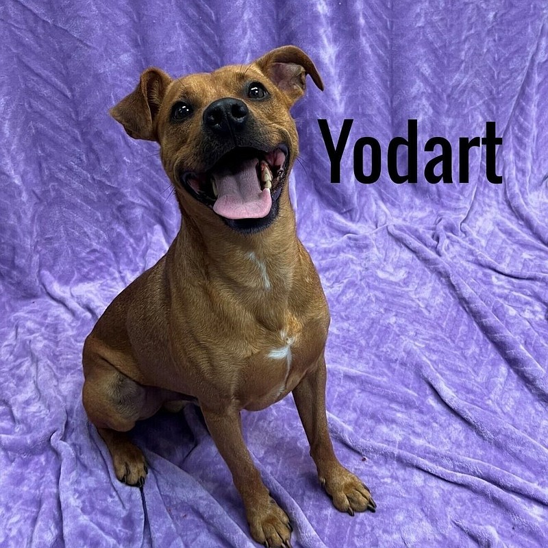 Head to the shelter to adopt a dog, such as Yodart, or a cat at no cost Aug. 24-27. (Photo courtesy of Atlantic County Animal Shelter Facebook page)