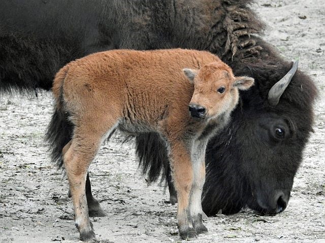 This bison was born on Aug. 17. (Photo courtesy of Cape May County)