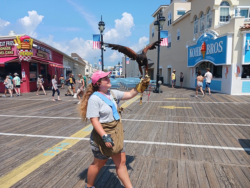 Falconer Angelina Caselli, of East Coast Falcons, leads a raptor down the Boardwalk to patrol for pesky gulls in August of 2023. 