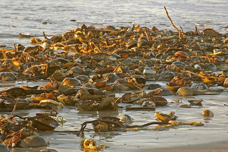 Horse shoe crabs can survive so long as they remain damp on land. (Photo courtesy of the Wetlands Institute of Stone Harbor)