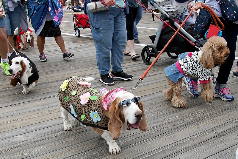 The Doo Dah parade features pooches in costumes in the zany event each year. (Photo courtesy of Ocean City)