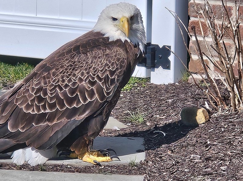 The eagle was taken to a bird rehabilitation center after being caught. (Photos courtesy of the Humane Society of Ocean City) 