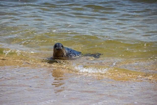 This photo shows a grey seal shortly after being released by the Marine Mammal Stranding Center. (Photos and video courtesy of the Marine Mammal Stranding Center)