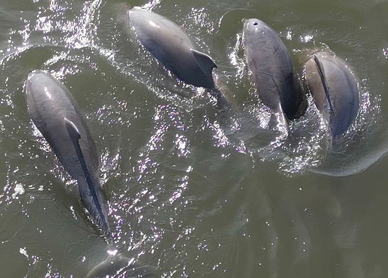 The pod of dolphins.