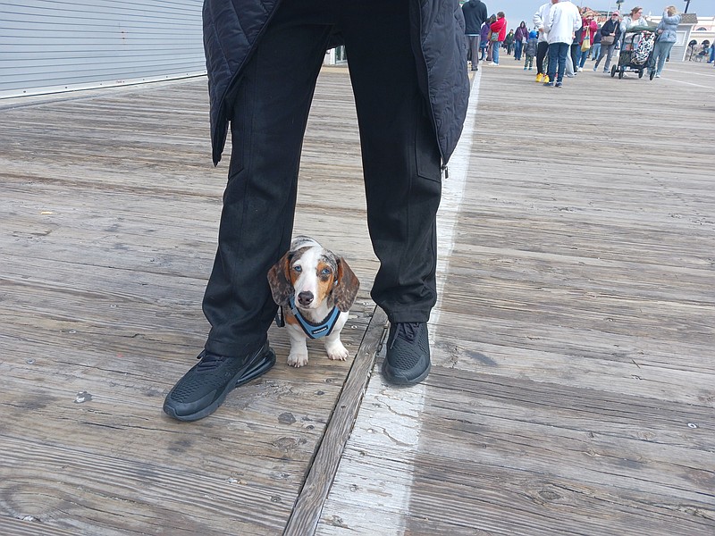 Just because you're not a basset hound, doesn't mean you can't enjoy some fun like Vito.